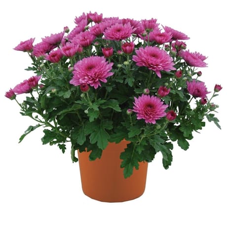 Marguerite de printemps cpe 23