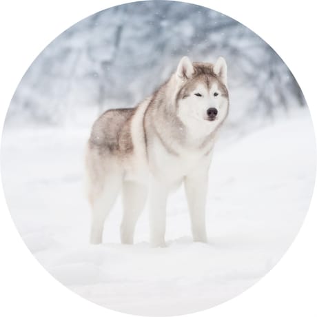 Anumal assiette dessert d20cm loup