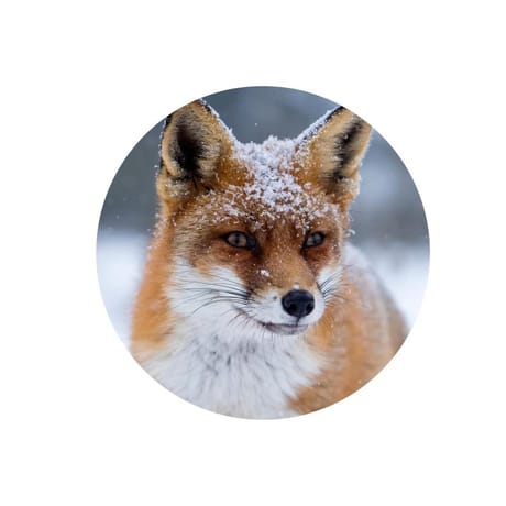 RENARD ASSIETTE PLATE D25CM