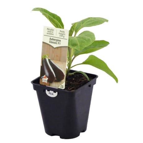 Plant d'aubergine classic Pot 0,5 litre