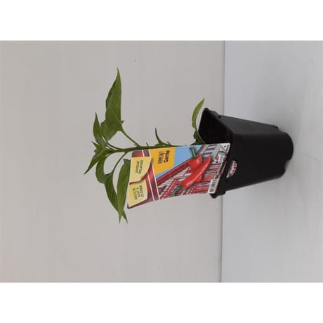 Plant de piment gorria pot 0,5 litre
