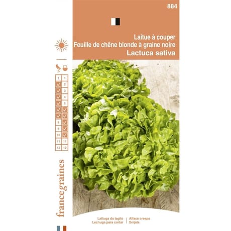 France graines laitue feuille chêne blonde graines noires