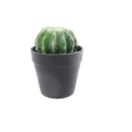 Cactus boule - Dia 7.5cm