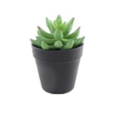 Aeonium - Dia 7.5cm