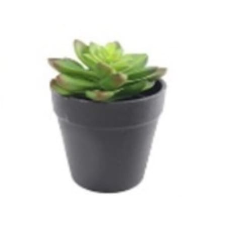 Echeveria - Dia 7.5cm