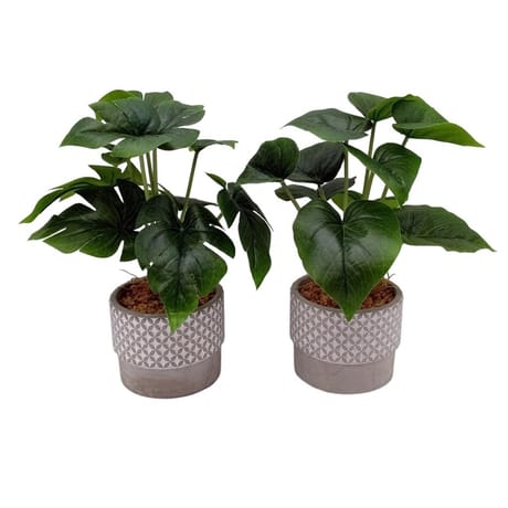 Plantes vertes pot béton 10 têtes