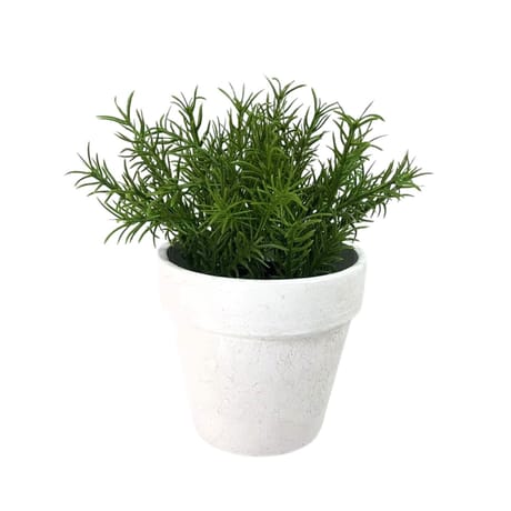 Plante aromatique romarin 21cm