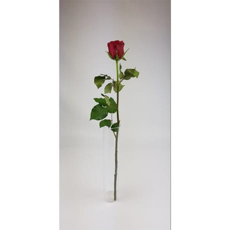 1 rose 60 cm bouton 5 cm coloris assortis