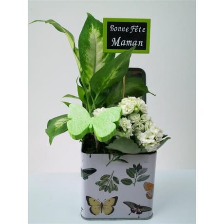 Composition 2 plantes pour la fete des meres reference 57435