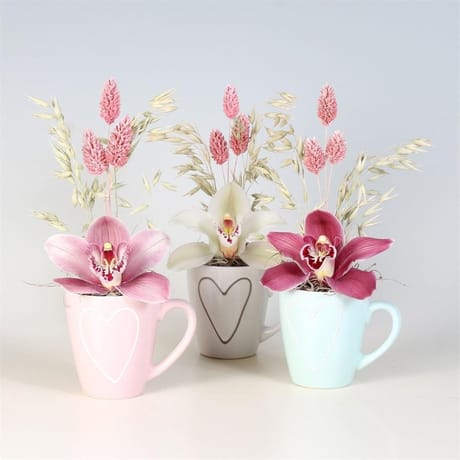 Cymbipack 1 fleuron - en tasse