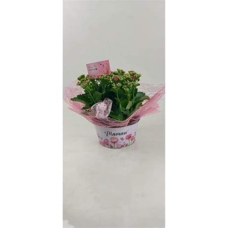 Kalanchoe dans sa coupe en zinc reference 74906