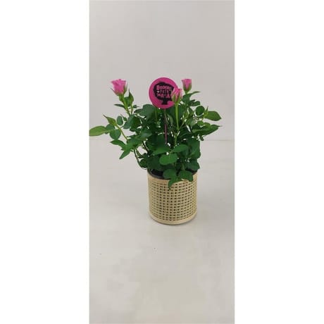 Plante fleurie et son photophore pour la fete des meres ref 74905