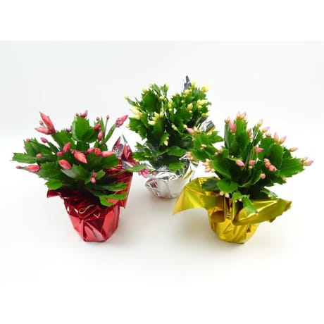 Schlumbergera dans rondella pot 9 cm