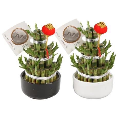 Composition lucky bambou pot ceramique + déco