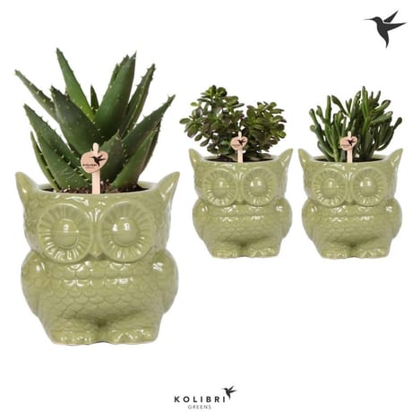 Mix succulentes dans CP céramique "Chouette" P9 cm