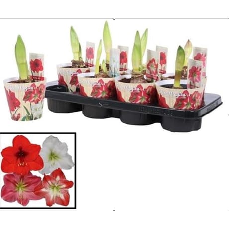 Amarilys pot de 13 cm