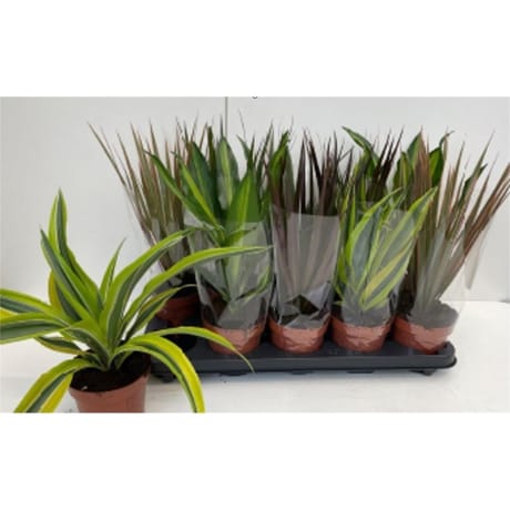 Plantes vertes variées pot diamètre 12cm