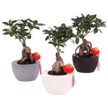 Ficus ginseng en céramique