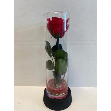 Rose stabilisée dans tube hauteur 22 cm diamètre 6 cm