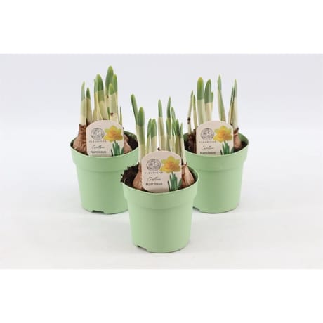 Narcis tête-à-tête p10,5