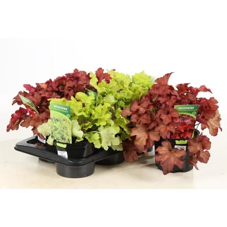 Heuchera mix P17