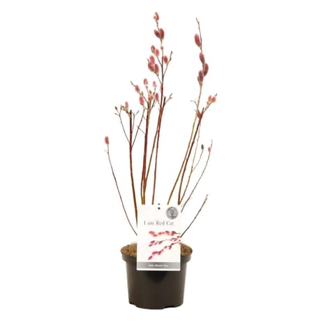 Salix mount aso C2L