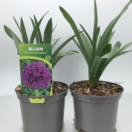 Allium mix c 2l