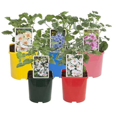 Lavatera - mavla c 3l pot coloré