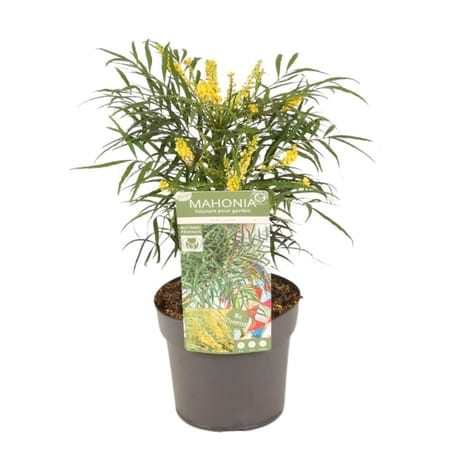 Mahonia soft cares C3L