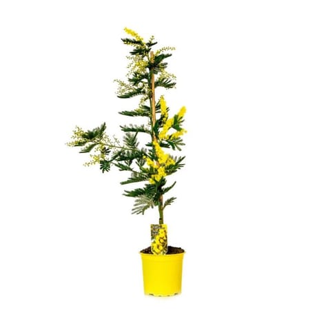 Mimosa pyramide tuteur pot de 15cm