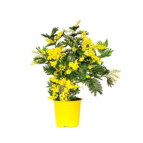 Mimosa touffe pot de 19cm