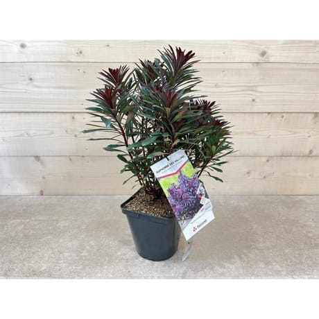 Euphorbia characias miner's merlot C.4L RC