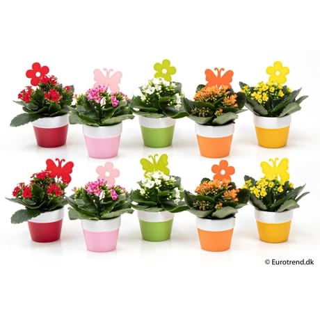 Kalanchoé en céramique printemps