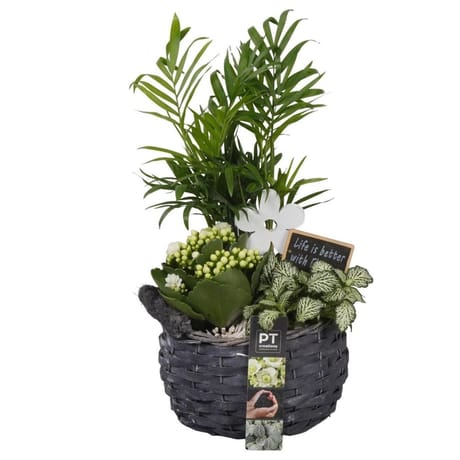 Composition 3PP en panier - emballage fleuriste
