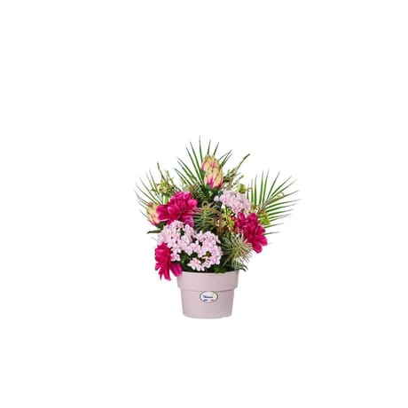 Composition haut de gamme de dahlias/protea/fleurs exotiques