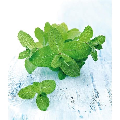 Menthe fraîche la barquette de 80g