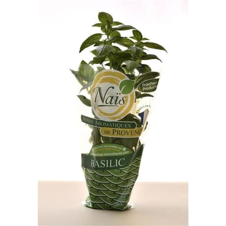 Herbe fraiche bio basilic