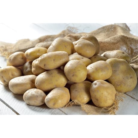 Pomme de terre primeur le kg