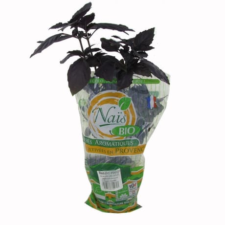 Basilic rouge bio