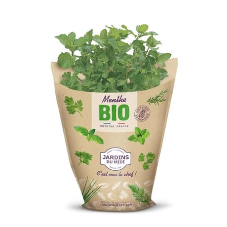 Menthe pot bio