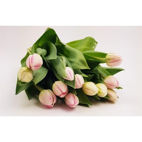 Bouquet de 12 tulipes assortis