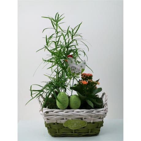 Composition 2 plantes de paques reference 57430