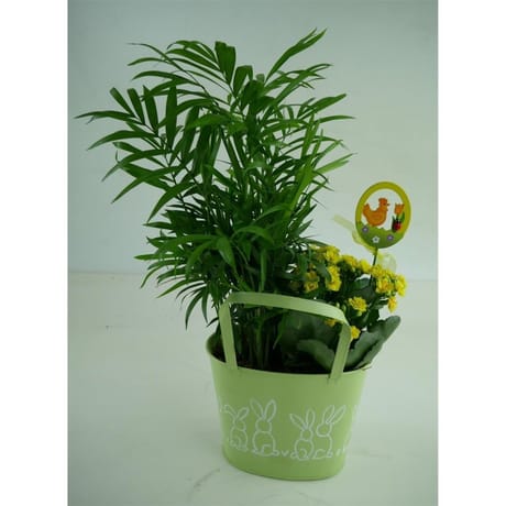 Composition 2 plantes de Pâques