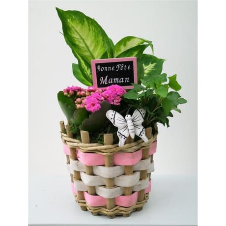 Composition 2 plantes pour la fête des mères référence 57416