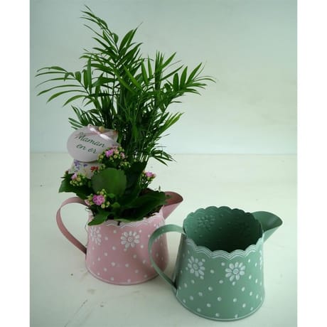 Composition 2 plantes fête des mères