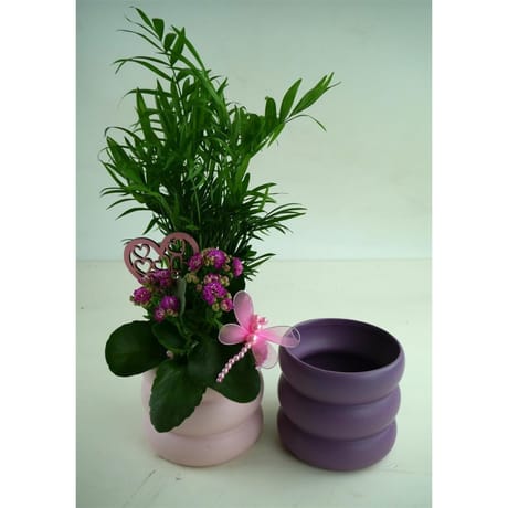 Composition 2 plantes fête des mères