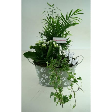 Composition 3 plantes fête des mères