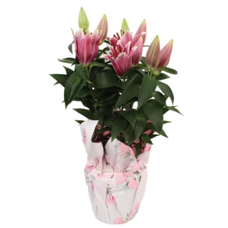 Lys Pot 19 corolle