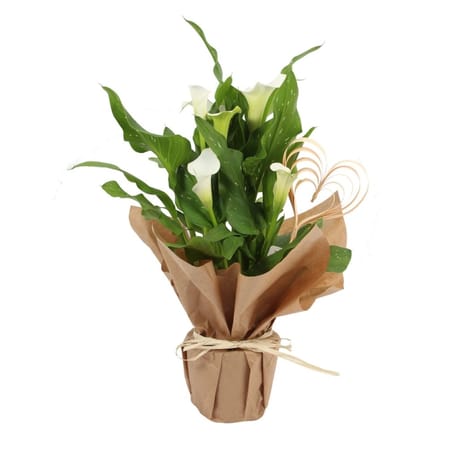 Arum Pot 14 corolle