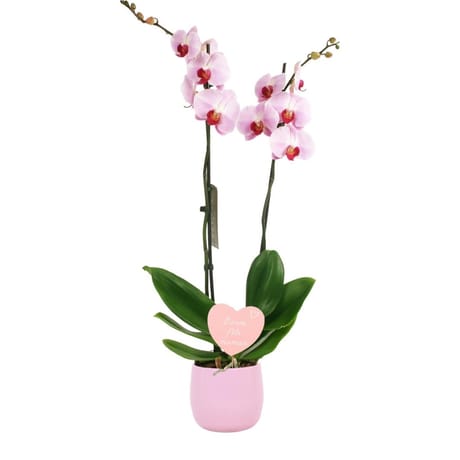 Composition orchidée duchesse
